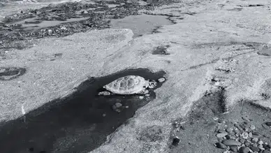 Alanya Sahillerinde Üzücü Manzara! 2 Caretta Caretta Ölü Bulundu