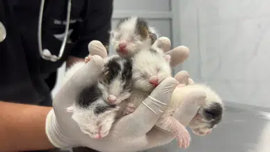 Tarsus’ta Çöp Konteynerine Atılan 5 Yavru Kedi Kurtarıldı