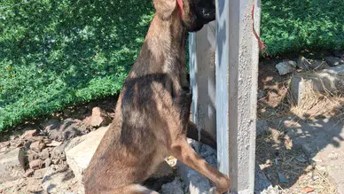 Hatay'da Köpeğe Vahşet! Elektrik Direğinde Asılı Halde Ölü Bulundu