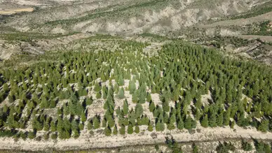 Yangınların Ardından Antalya’da Ormanlar Yeniden Yeşeriyor