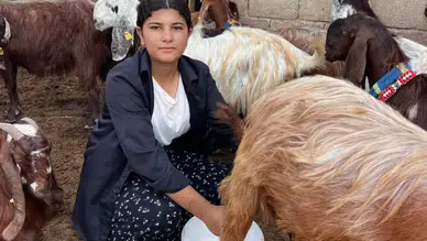 16 Yaşındaki Esmanur 5 Keçiyle Başladı, Sürüsünü 30’a Çıkardı!