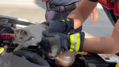 Duyarlı Vatandaşın Notu Yavru Kediyi Kurtardı