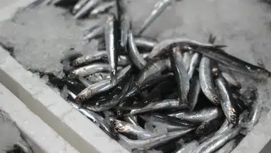 Karadeniz’de Çifte Bereket: Palamut ve Hamsi Kapış Kapış Satıldı