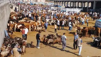 Diyarbakır Canlı Hayvan Borsası’nda taşlı sopalı kavga