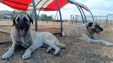 Koyunculuk Araştırma Enstitüsü’nden Çoban Köpeği İlanı: Kangal ve Akbaşlar Satışta!