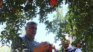 Döşemealtı Narında Hasat Başladı, Tescil Yolda!
