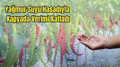 Demre’de Kadın Çiftçi Yağmur Suyunu Biriktirdi, Serasında Mucizeyi Yaşadı