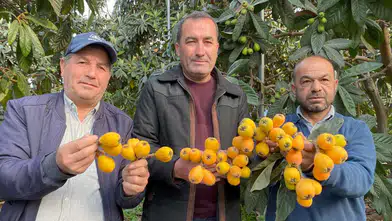"Sarı Altın" Şaşırttı: Hasat 25 Gün Erken Başladı!
