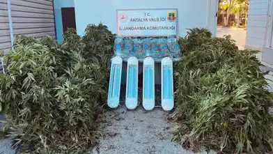 Aksu'da Kilolarca Skunk Ele Geçirildi