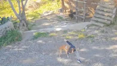 Gazipaşa’da Sahipsiz Köpek Saldırısı