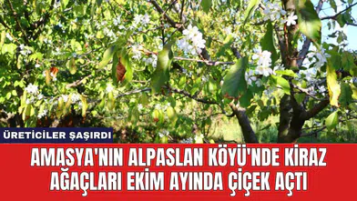 Amasya'nın Alpaslan Köyü'nde Kiraz Ağaçları Ekim Ayında Çiçek Açtı