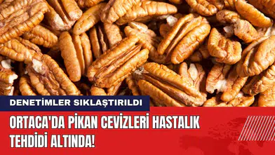 Ortaca'da Pikan Cevizleri Hastalık Tehdidi Altında! Denetimler Sıklaştırıldı
