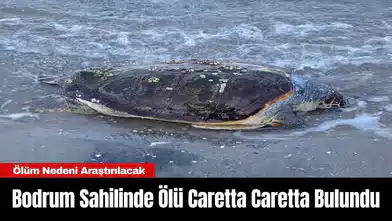 Bodrum Sahilinde Ölü Caretta Caretta Bulundu