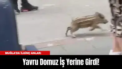 Muğla'da İlginç Anlar: Yavru Domuz İş Yerine Girdi!