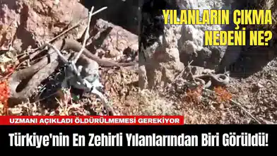 Türkiye'nin En Zehirli Yılanlarından Biri Görüldü! Uzmanı Açıkladı Öldürülmemesi Gerekiyor