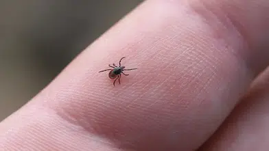 Kenelerin daha çok ısırmaya çalıştığı kan grubu belli oldu