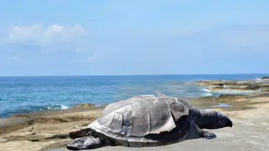 Gazipaşa Koru Sahili’nde Caretta Caretta Kıyıya Vurdu