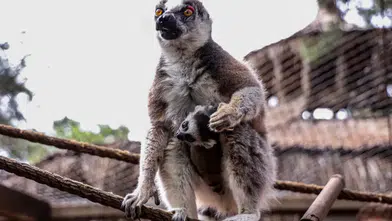 Antalya Doğal Yaşam Parkı’na Lemur ‘Zabu Mafu’ Geldi