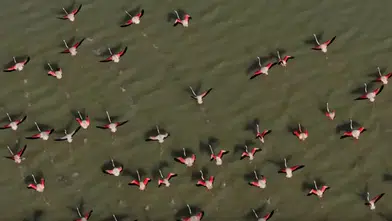 Burdur Yarışlı Gölü'nde Flamingo Şöleni