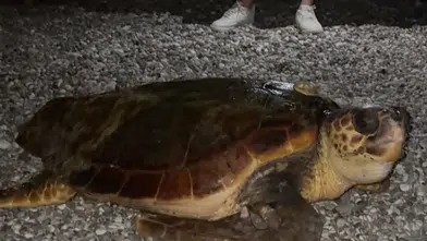 Konyaaltı’nda Gece Sürprizi: Dev Caretta Caretta Tatilcileri Şaşırttı