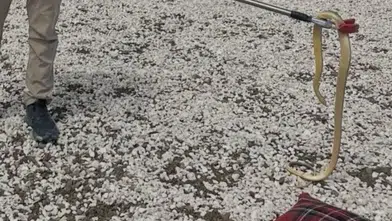 Burdur'da Korkutan Misafir: Eve Giren Hazer Yılanı Doğaya Salındı