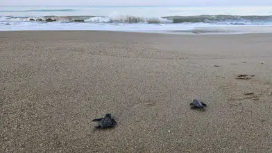 Serik’te 32 Yıldır Devam Eden Proje, Turistlerin de İlgisini Çekiyor