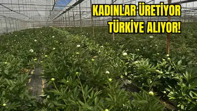 Antalya'da Kilosu Değil Tanesi 150 TL'den Satılıyor