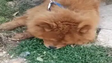 Alanya'da Sıcakta Yürütülen Köpek Öldü: Eziyet İddiasına 1 Gözaltı