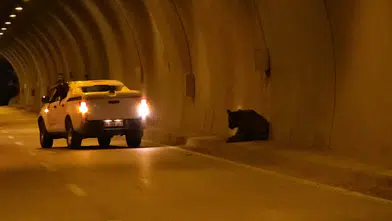 Karabük'te Otomobilin Çarptığı Ayı Tünelden Dere Yatağına Uçtu!