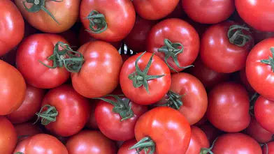 Kumluca'da Yazlık Domates Hasadı Başladı! Tarlada 20, Markette 150 Lira