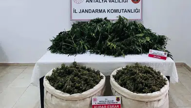 Serik'te Uyuşturucu Bahçesi Bulundu: 11 Kilo Esrar, 200 Kök Kenevir İmha Edilecek
