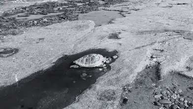 Alanya Sahillerinde Üzücü Manzara! 2 Caretta Caretta Ölü Bulundu