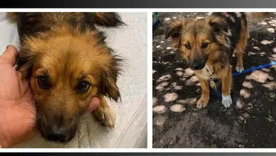 Olympos’taki Pansiyondan Kaybolan Köpekleri Bulana 30 Bin TL!