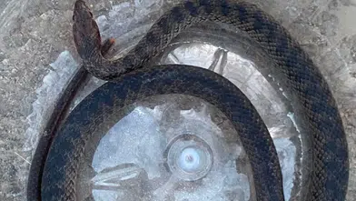 Serik'te Ev Sahiplerini Şoke Eden Misafir! Yılanı Ekipler Çıkardı