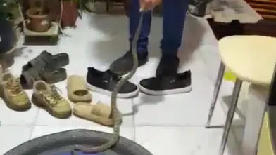 Kumluca’da Evine Girmek Üzere Olan Yılanı Uyarıp Doğaya Bıraktı