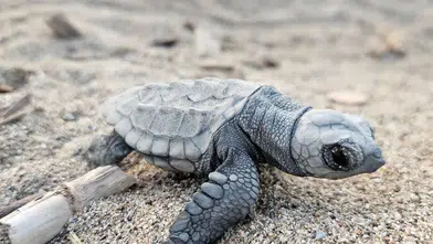 Belek'te Caretta Heyecanı: 5 Bin Yavru Mavi Sulara Ulaştı!