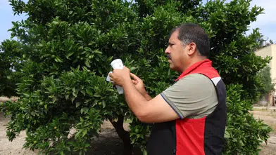 Kozan’da Narenciyede Kimyasala Son: "Faydalı Böcek" Dönemi