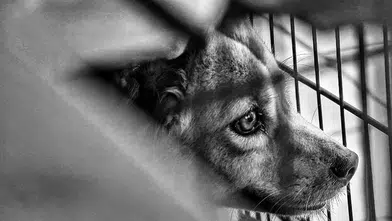 Köpeğe Vahşet Kameralarda, Tecavüzcü Sokakta!