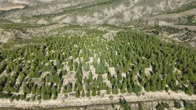 Yangınların Ardından Antalya’da Ormanlar Yeniden Yeşeriyor