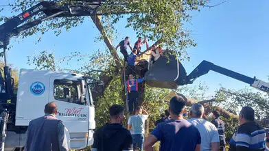 Osmaniye'nin Kadirli İlçesinde Feci Kaza: Kestiği Ağacın Altında Kalan Kişi Hayatını Kaybetti