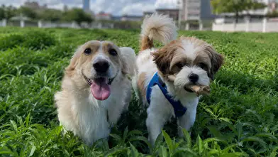 Antalya'da Kavurucu Sıcak Alarmı! Veterinerlerden Köpek Sahiplerine Hayati Uyarılar