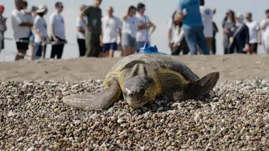 Uydu Takip Cihazı Takılan Caretta Carettalar Denize Bırakıldı