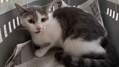 Alanya’da Ağaçta Mahsur Kalan Kedi Kurtarıldı