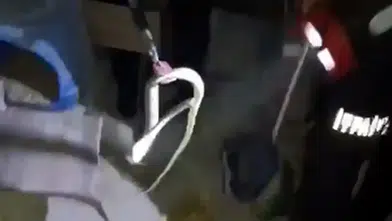 Bodrum Katına Giren Yılan Mahallede Paniğe Neden Oldu! İtfaiye Yakalayıp Doğaya Bıraktı