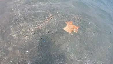Antalya Kıyılarında Gizli Tehlike: Meltem Rüzgarları Mikroplastik Yağdırdı!