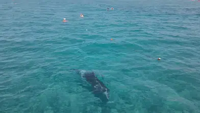 Alanya Sahilinde Sürpriz Misafir! Yunus Turistlerle Birlikte Yüzdü