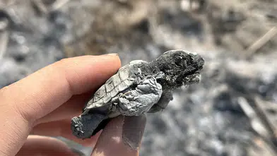 Boğazkent'te Vahşet: Yavru Caretta Ateşte Yanarak Can Verdi