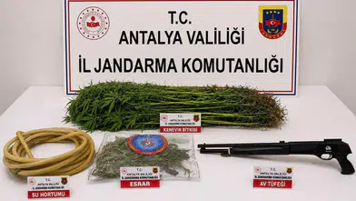 Alanya’da Uyuşturucu Operasyonu! 120 Kök Kenevir Ele Geçirildi