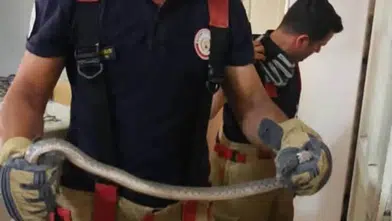 Hatay'da Mahalle Aralarına Giren Yılanlar Korkuttu! Doğaya Bırakıldı