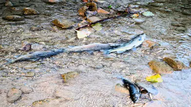 Alanya Oba Çayı'nda Toplu Balık Ölümleri!